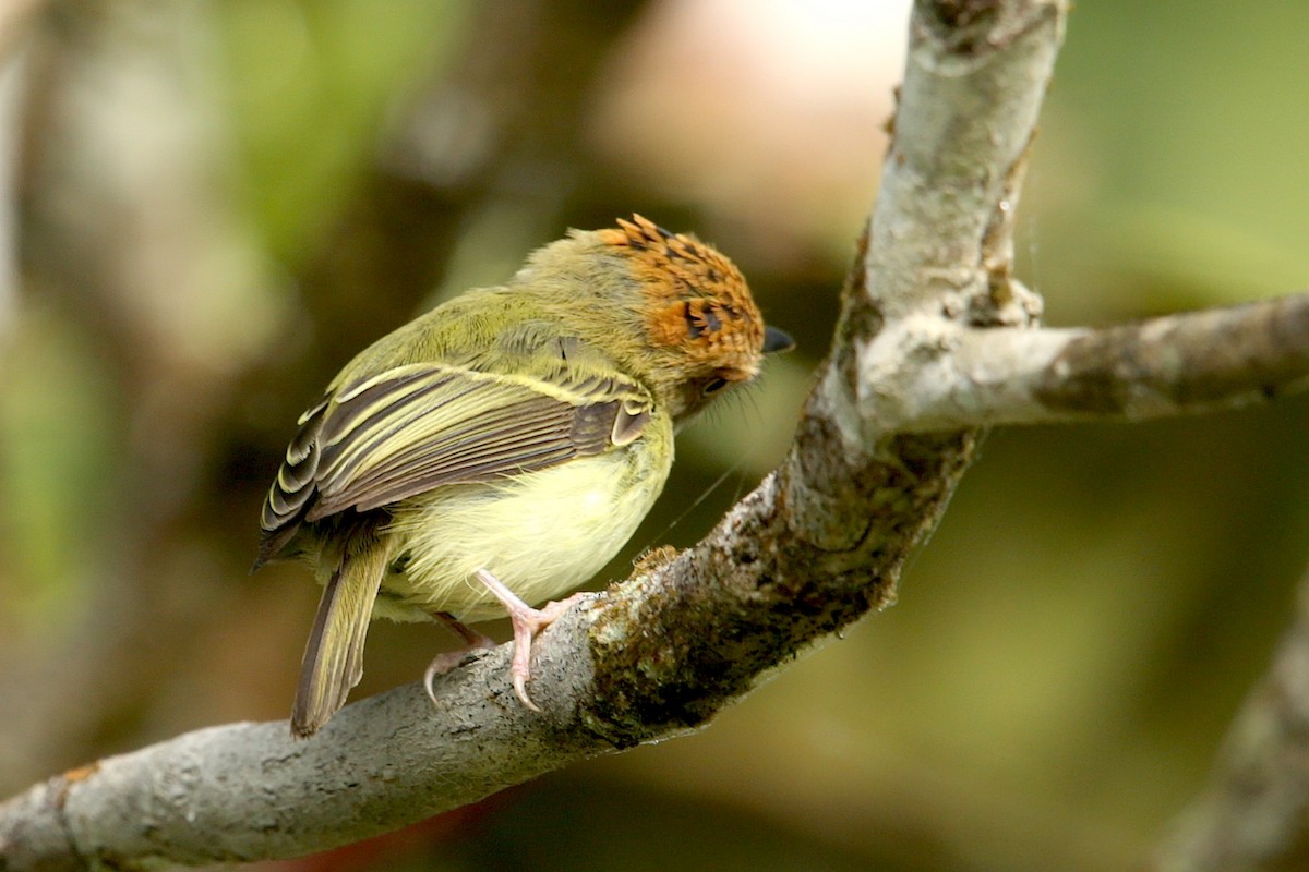 Scale-crested Pygmy-Tyrant - ML120665111