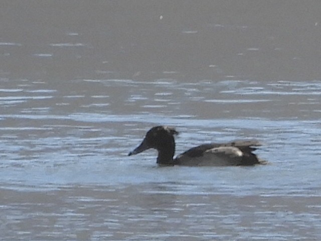 Tufted Duck - ML120668731
