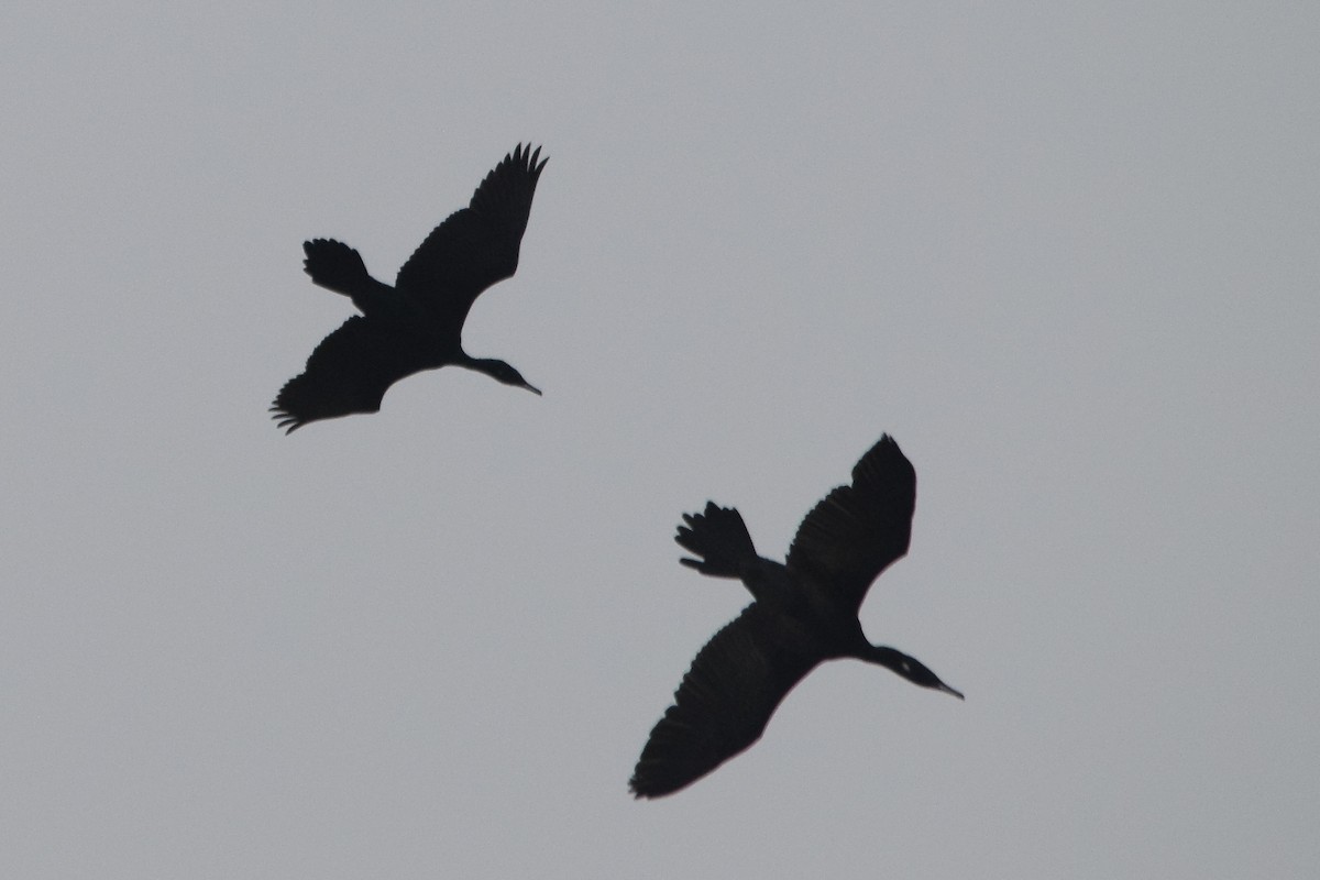 Indian Cormorant - Magesh Ram