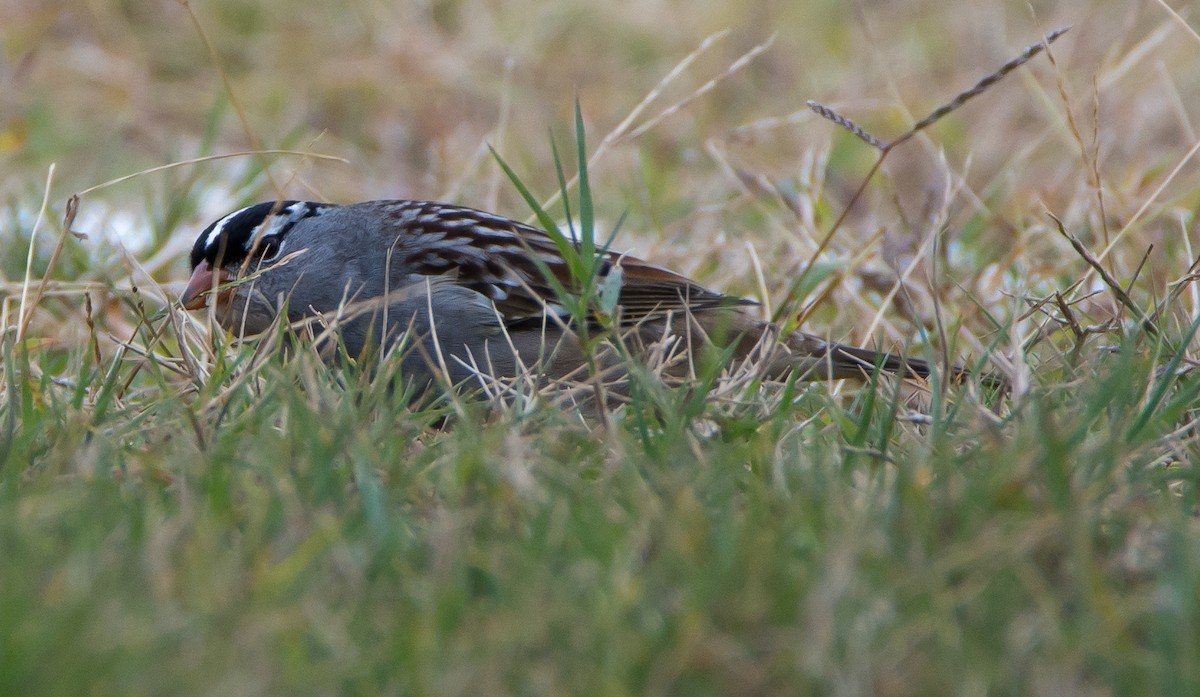 White-crowned Sparrow - Beth and Dan Fedorko