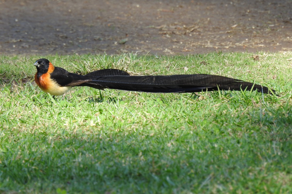 Broad-tailed Paradise-Whydah - Charlotte Morris