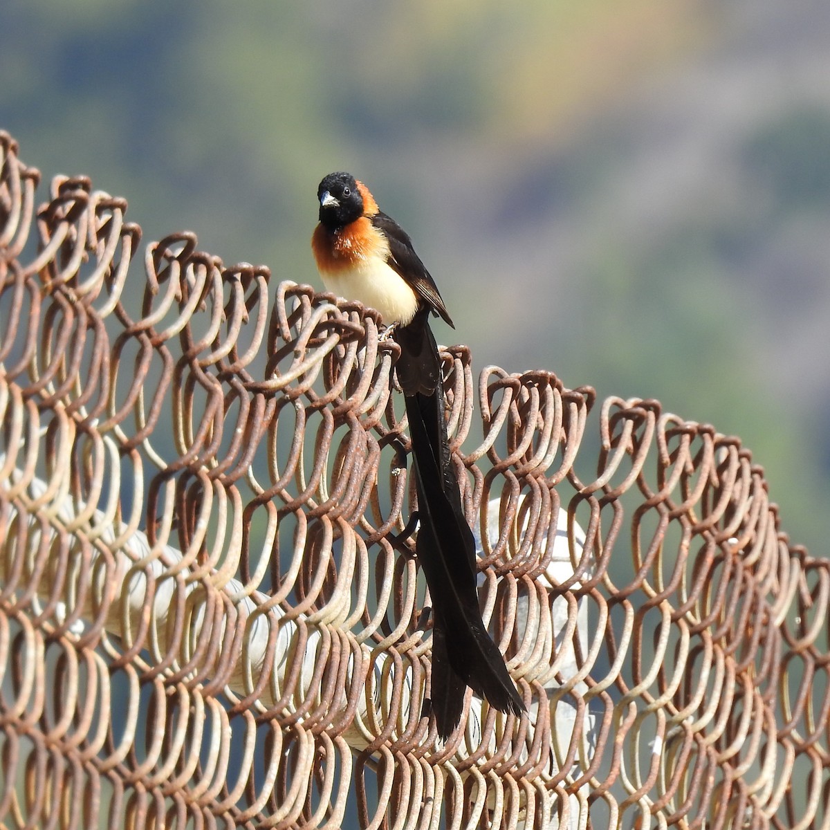 Broad-tailed Paradise-Whydah - ML120679121