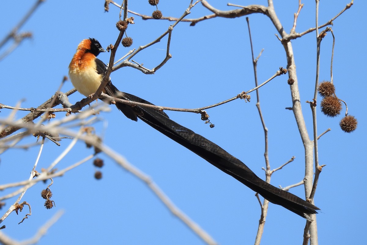 Broad-tailed Paradise-Whydah - ML120679961