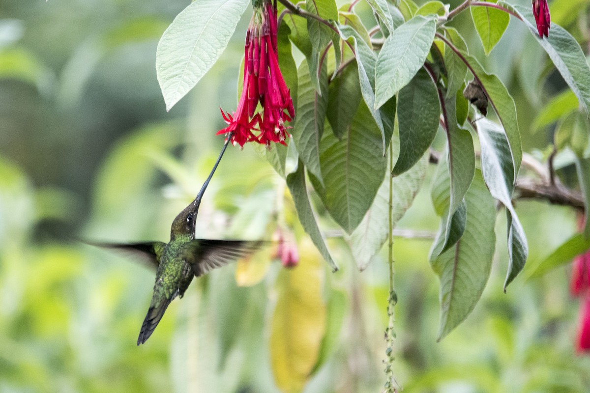 Sword-billed Hummingbird - Angie Drake