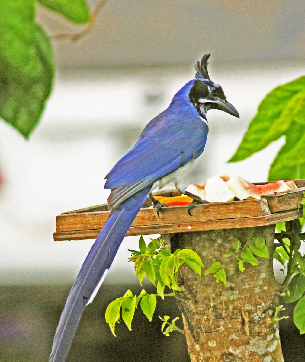 Black-throated Magpie-Jay - ML120694121