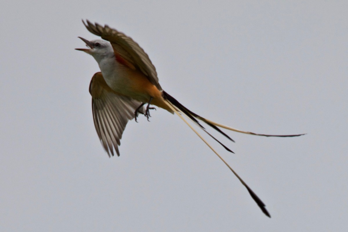Scissor-tailed Flycatcher - Tom McIntosh