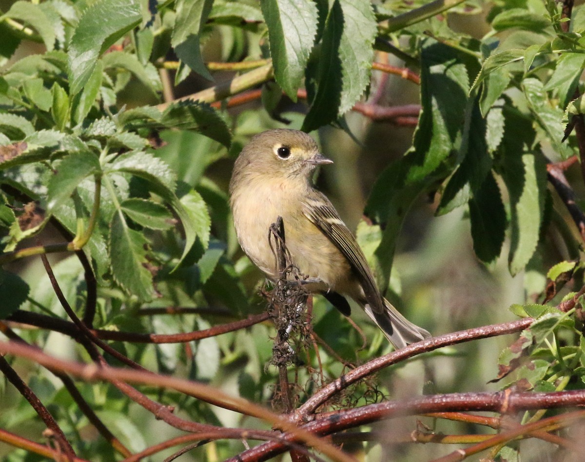 Hutton's Vireo - Pair of Wing-Nuts