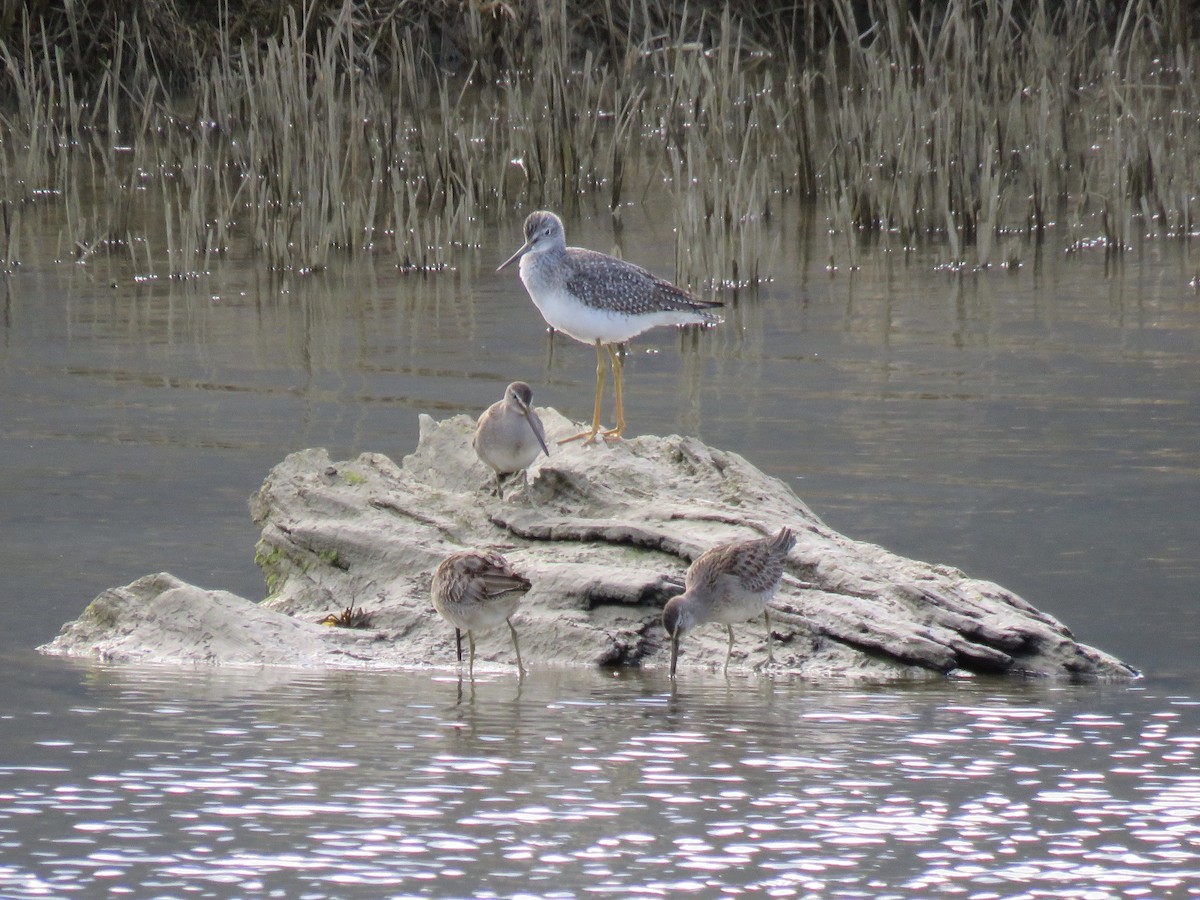 Long-billed Dowitcher - ML120696141