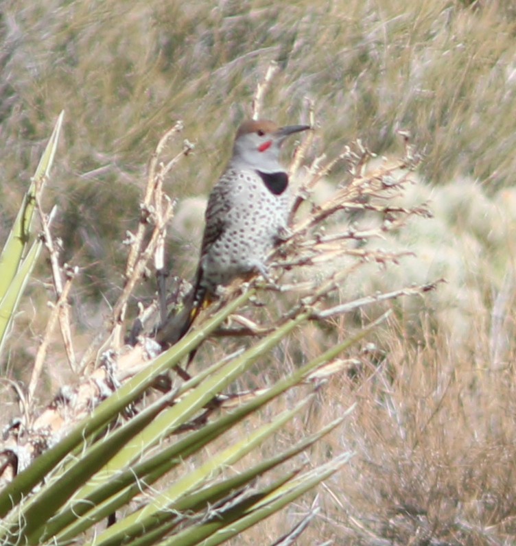 Gilded Flicker - Bill Deppe