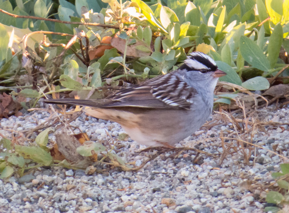 White-crowned Sparrow - Fred Yost
