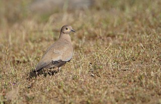 Black-winged Ground Dove, ML120699581