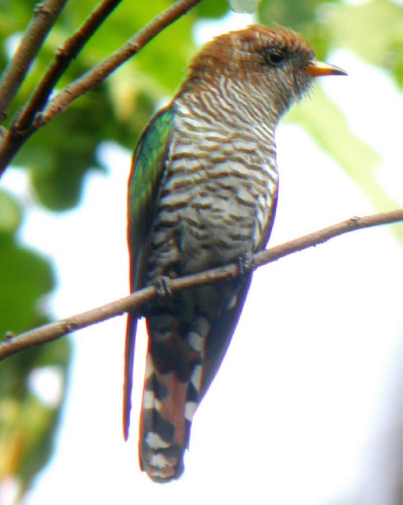 Asian Emerald Cuckoo - Steve Bale