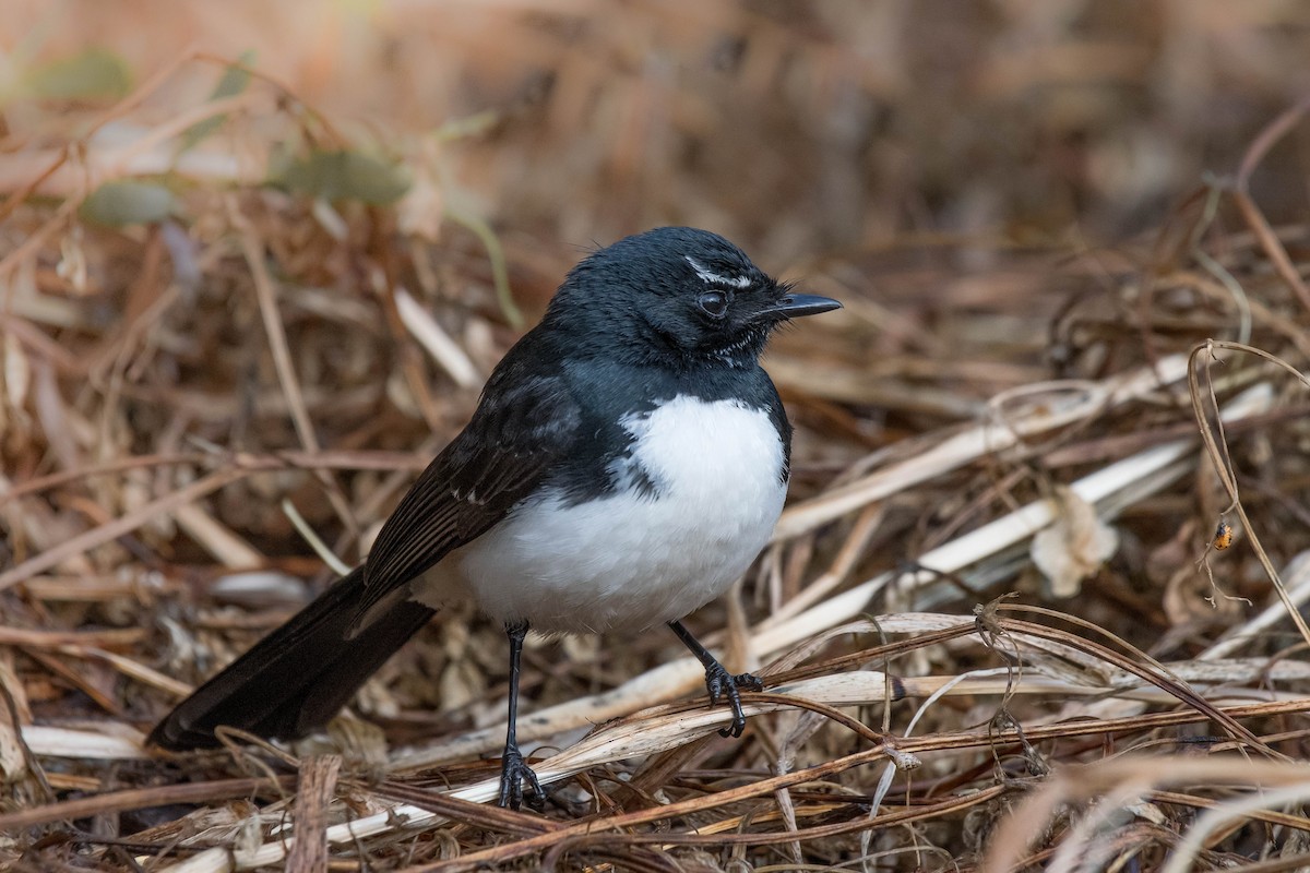 Willie-wagtail - ML120710261