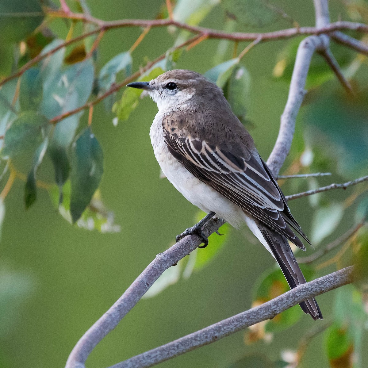 White-winged Triller - Terence Alexander