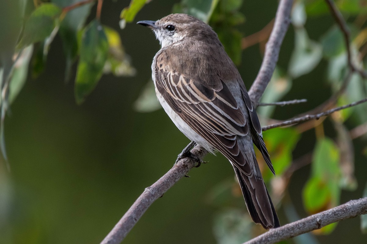 White-winged Triller - Terence Alexander