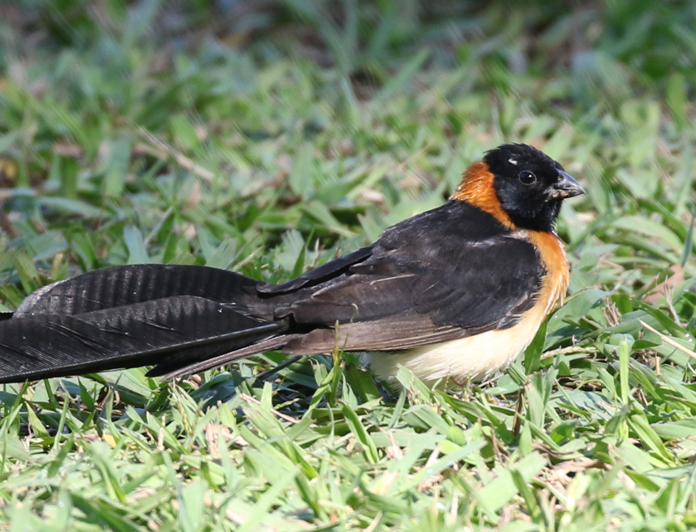 Broad-tailed Paradise-Whydah - ML120713341