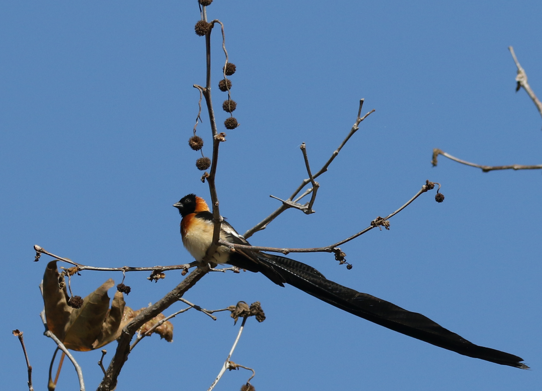 Broad-tailed Paradise-Whydah - ML120713401