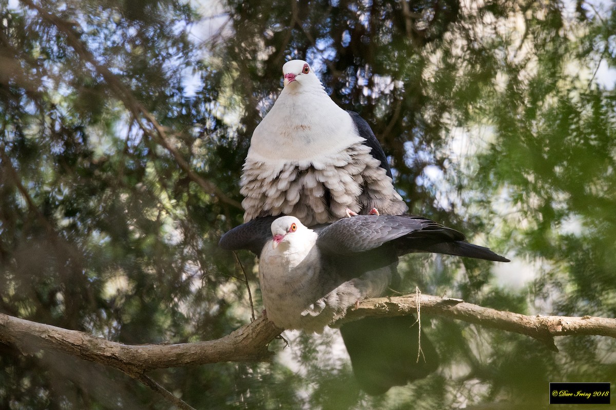 White-headed Pigeon - ML120713671