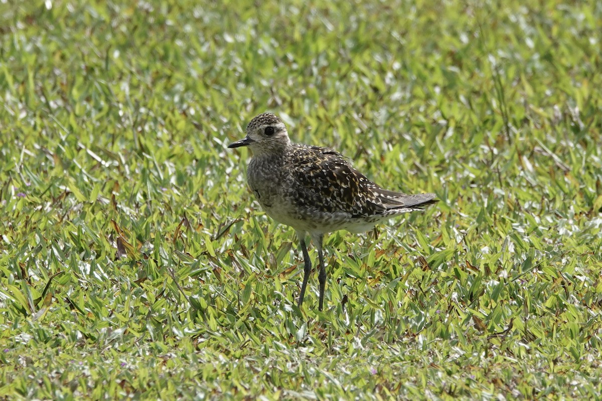 Pacific Golden-Plover - Kathryn Young
