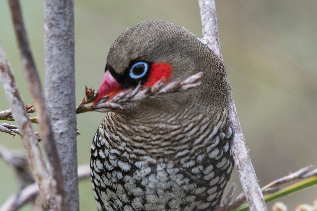 Red-eared Firetail - ML120715151