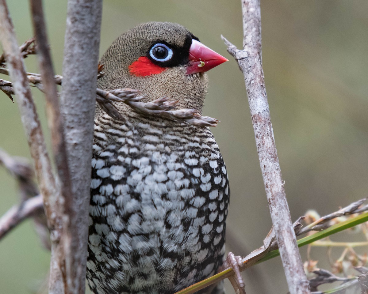 Red-eared Firetail - ML120715161