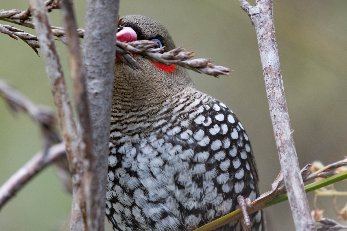 Red-eared Firetail - ML120715171