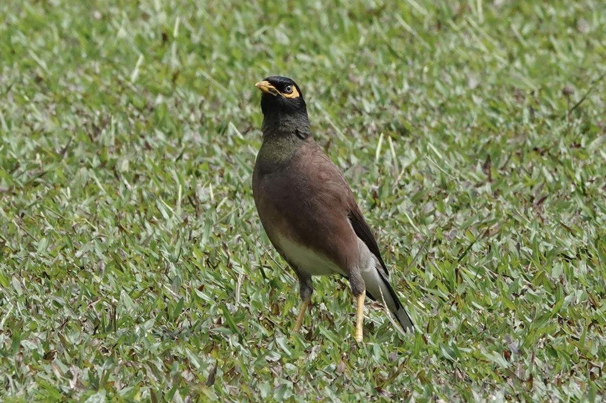 Common Myna - Kathryn Young