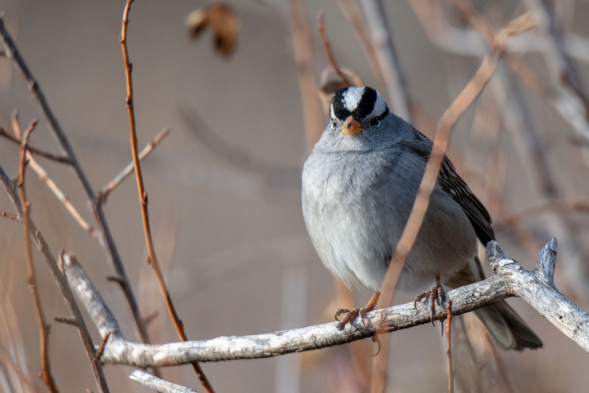 White-crowned Sparrow - ML120716241