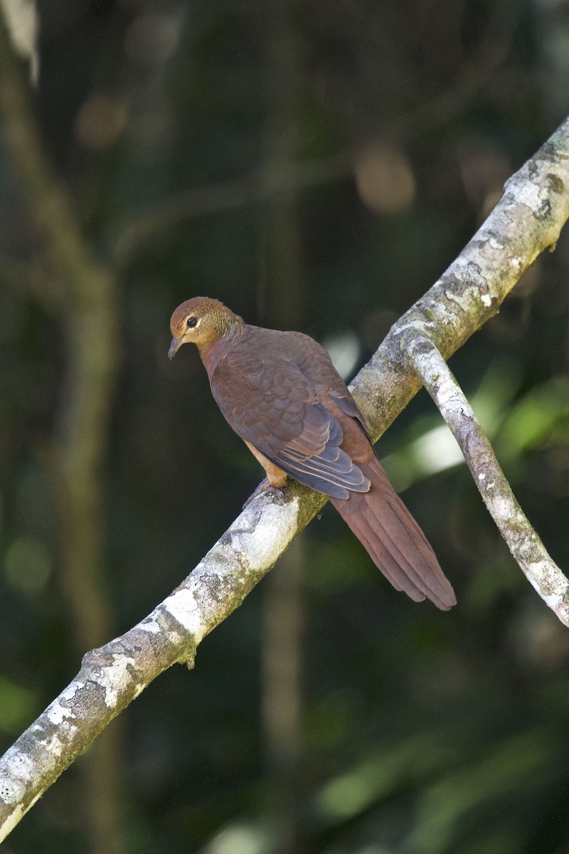 Brown Cuckoo-Dove - ML120716951