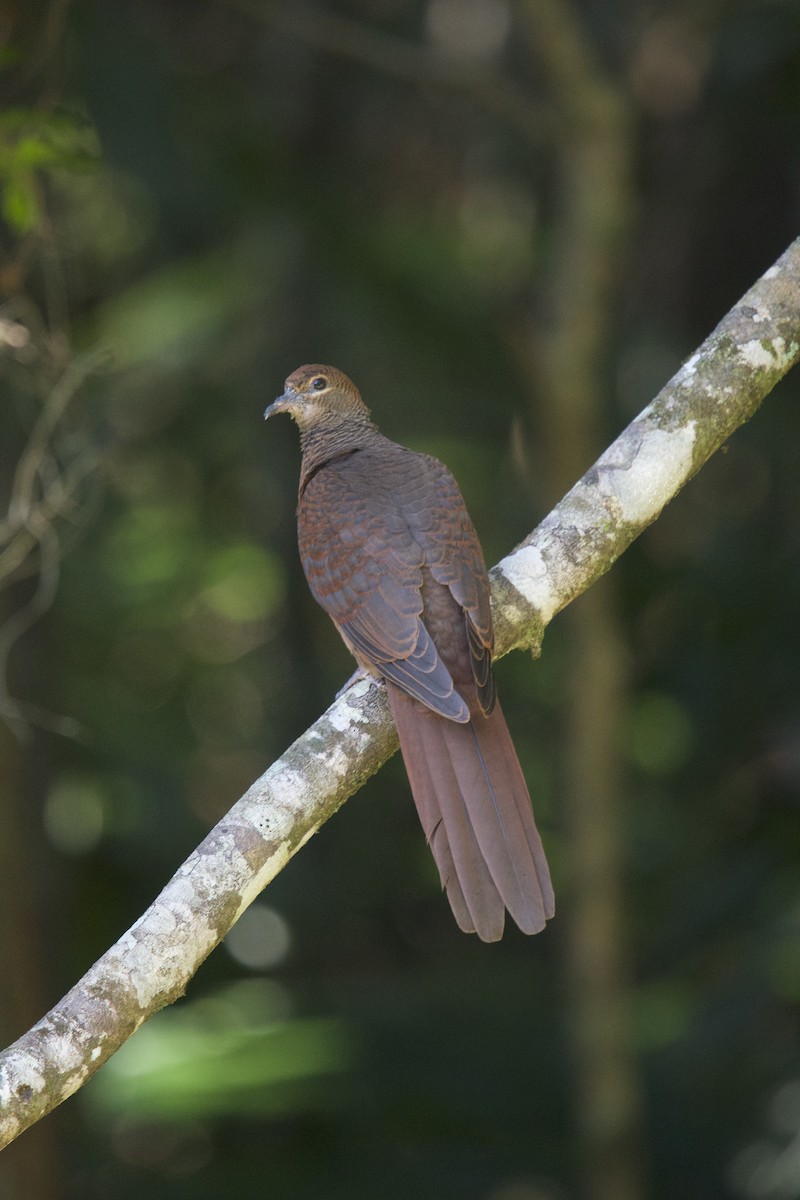 Brown Cuckoo-Dove - ML120716961