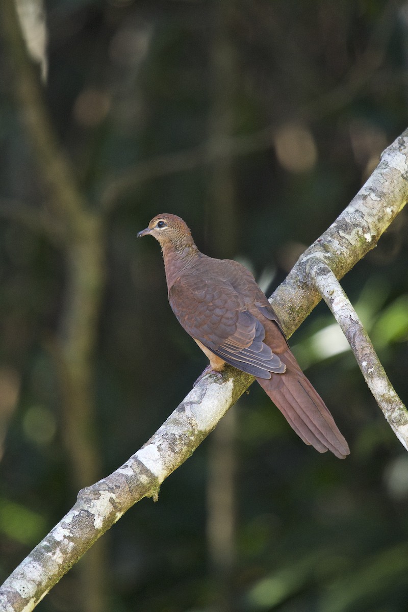 Brown Cuckoo-Dove - ML120716971