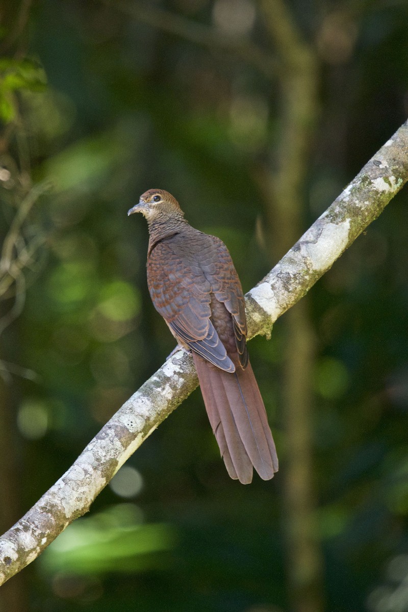 Brown Cuckoo-Dove - ML120716981