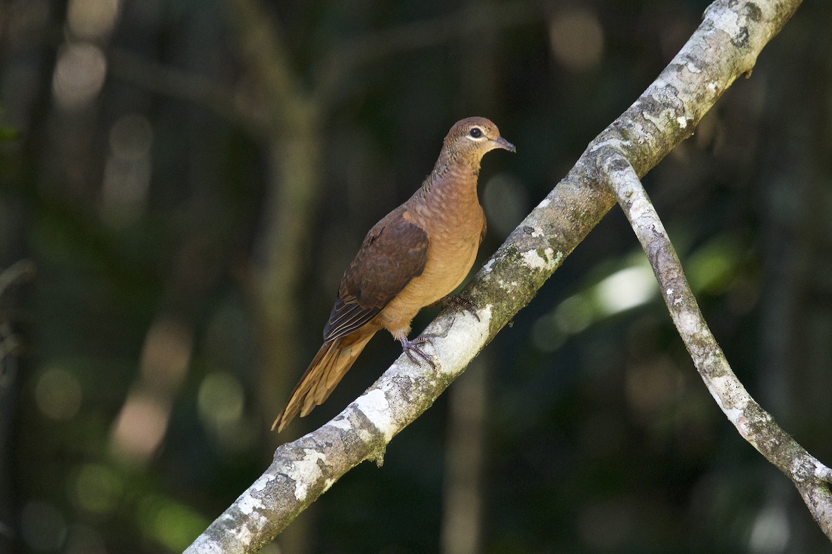 Brown Cuckoo-Dove - ML120716991