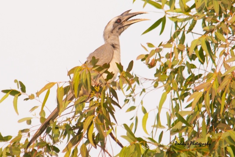 Indian Gray Hornbill - Padmanav Kundu