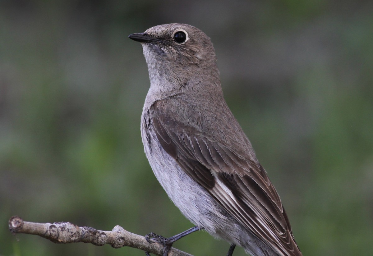 Townsend's Solitaire - Michael Todd