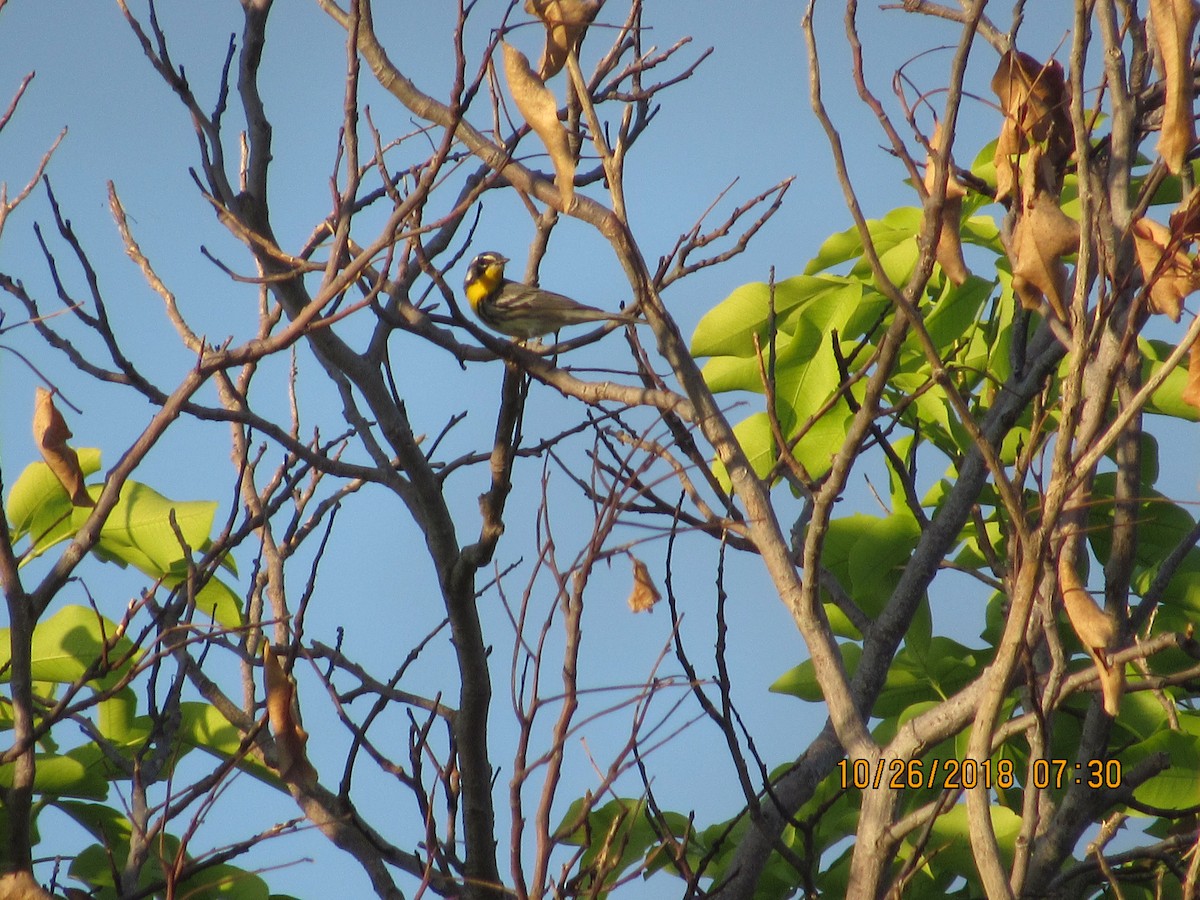 Yellow-throated Warbler - ML120719961