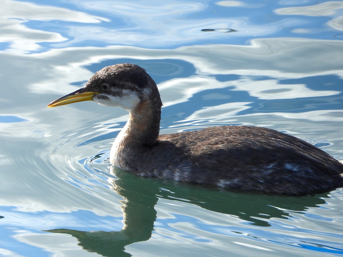 Red-necked Grebe - Farshad Pourmalek