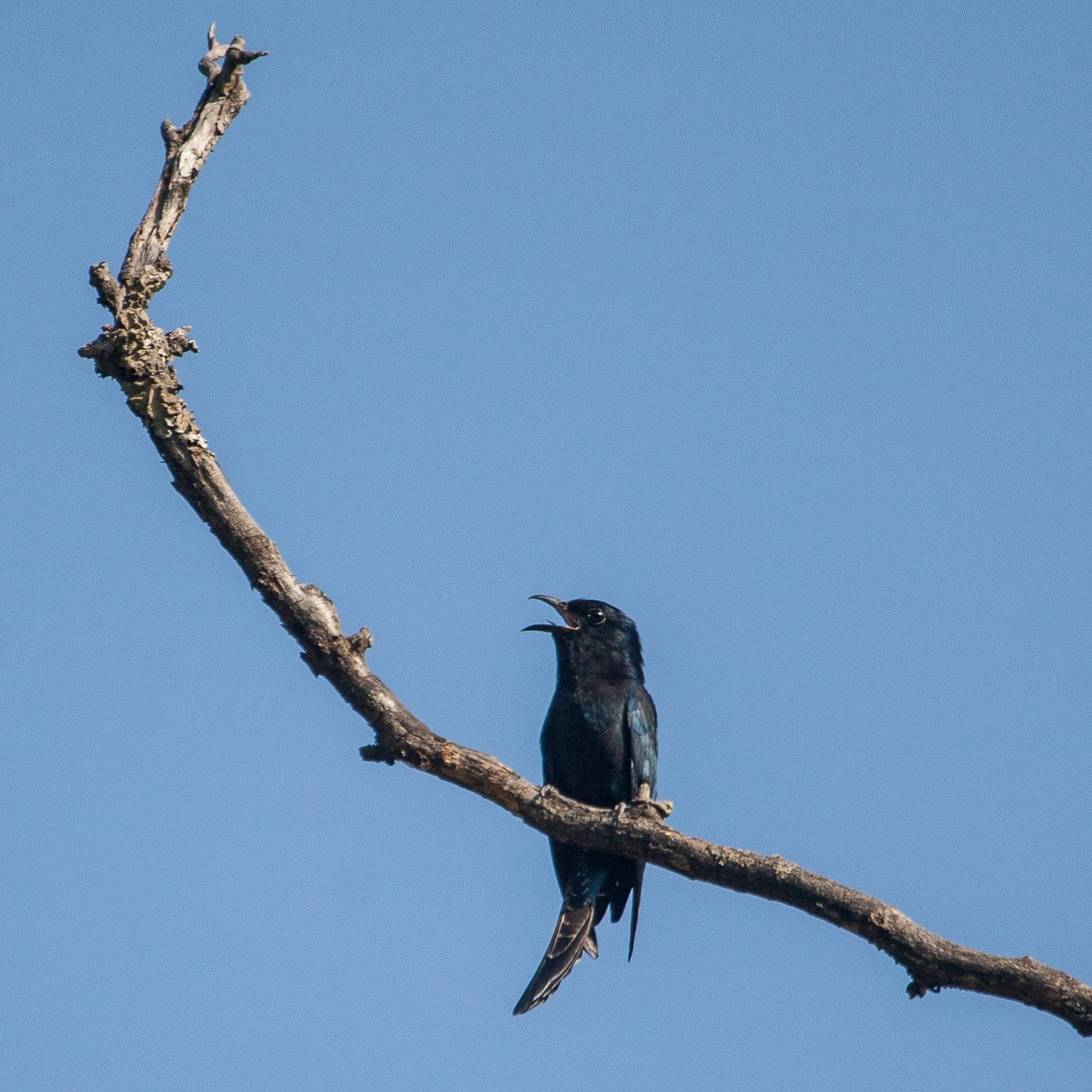 Square-tailed Drongo-Cuckoo - Mike Prince