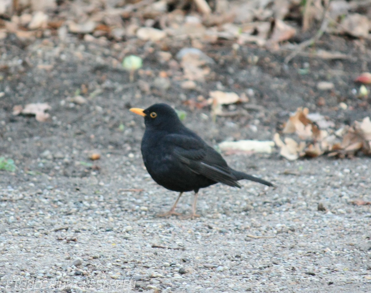 Eurasian Blackbird - ML120725961