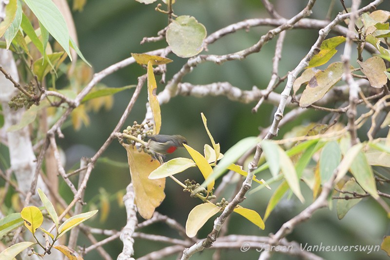 Olive-crowned Flowerpecker - Jeroen Vanheuverswyn