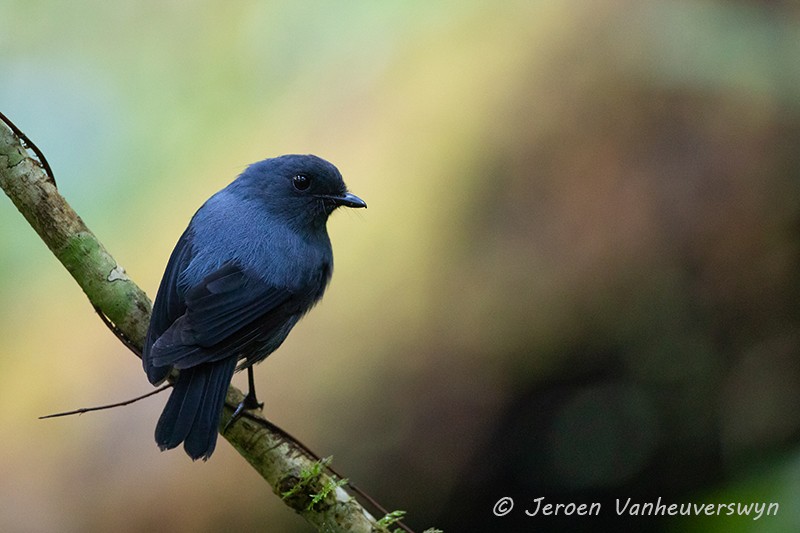 Blue-gray Robin - Jeroen Vanheuverswyn