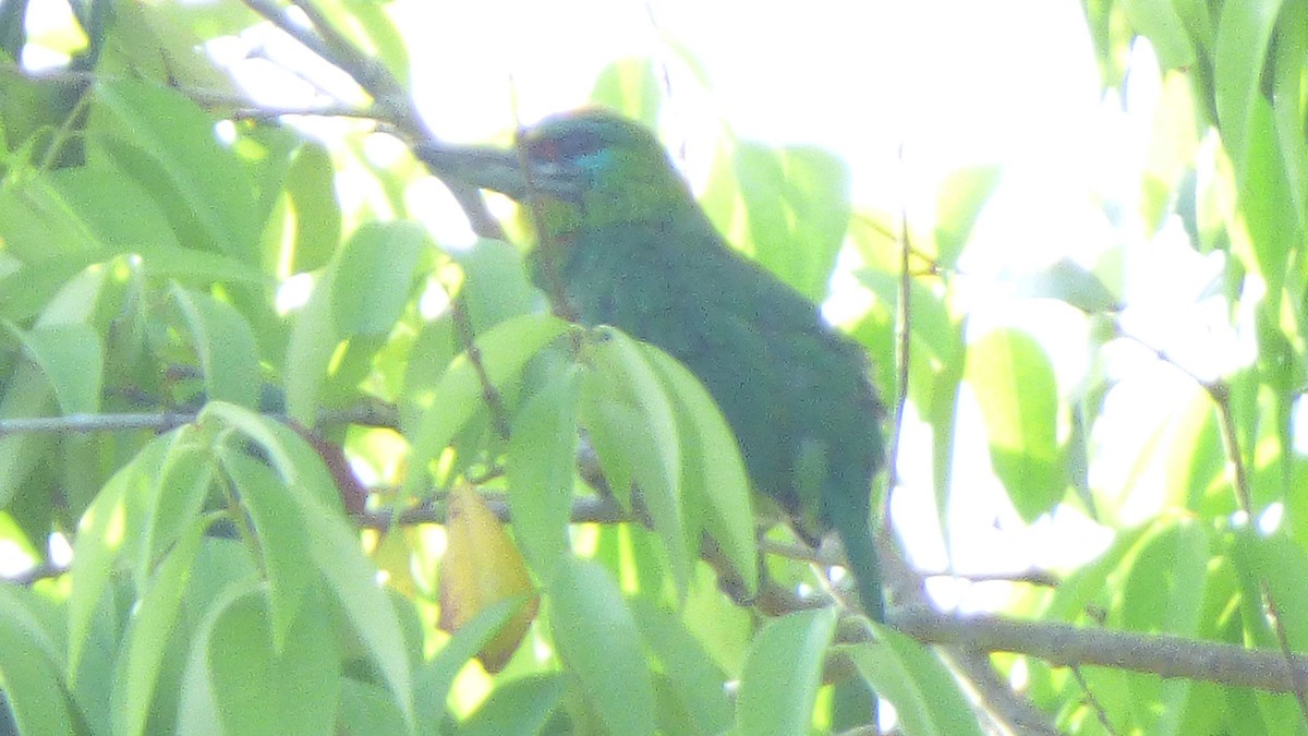 Red-throated Barbet - ML120727091