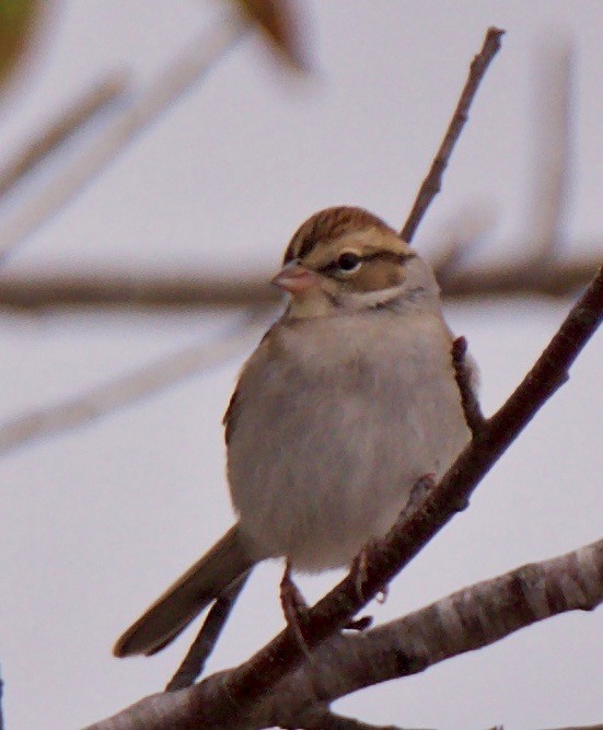 Chipping Sparrow - Marcia Balestri