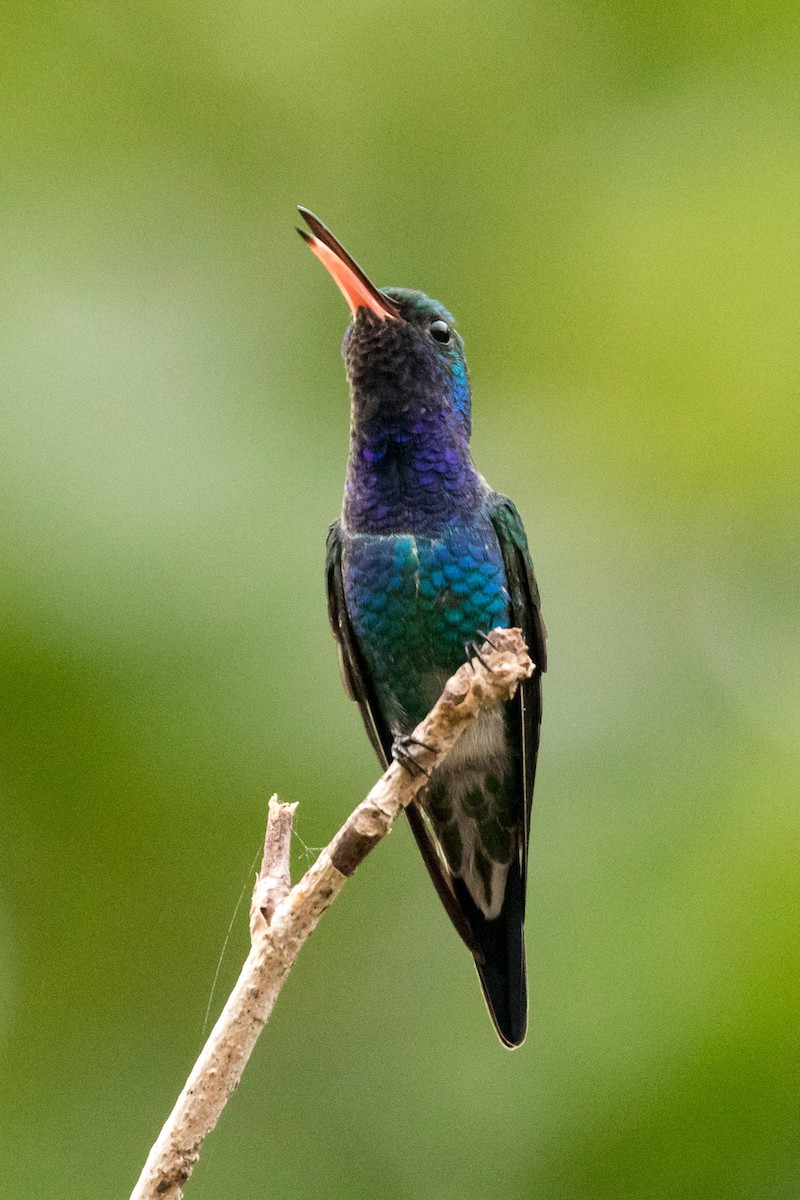 Sapphire-bellied Hummingbird - Rob Felix