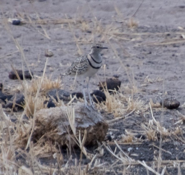 Double-banded Courser - ML120729281