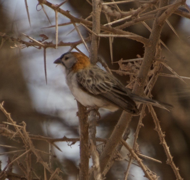 Speckle-fronted Weaver - ML120729481