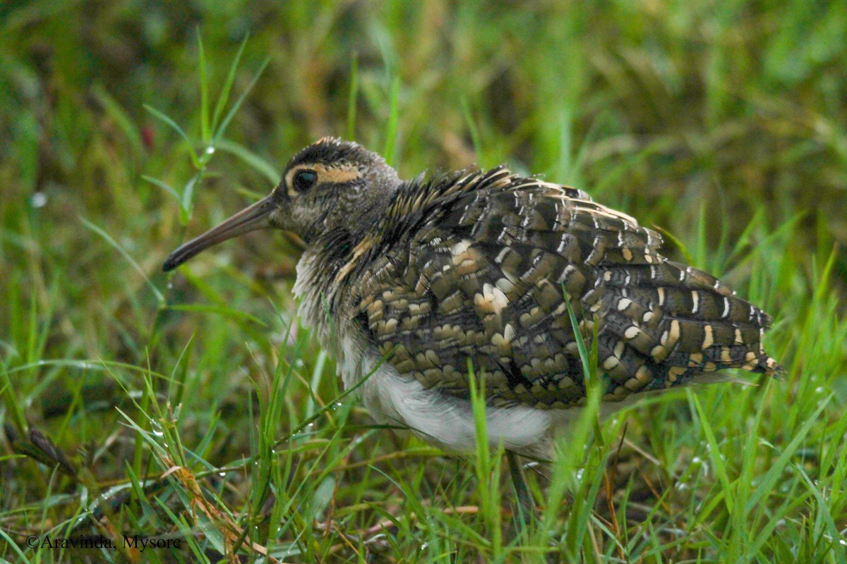 Greater Painted-Snipe - ML120730141