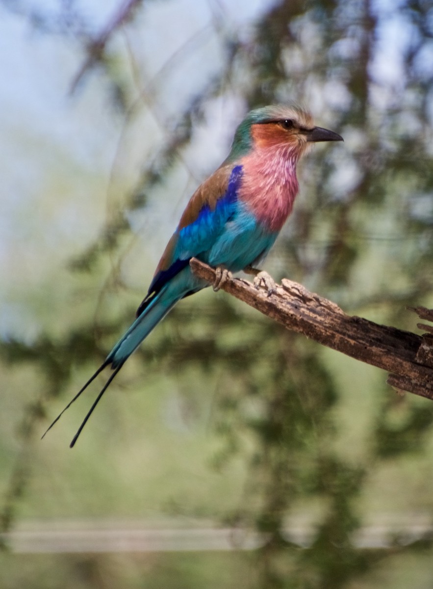 Lilac-breasted Roller - ML120731791