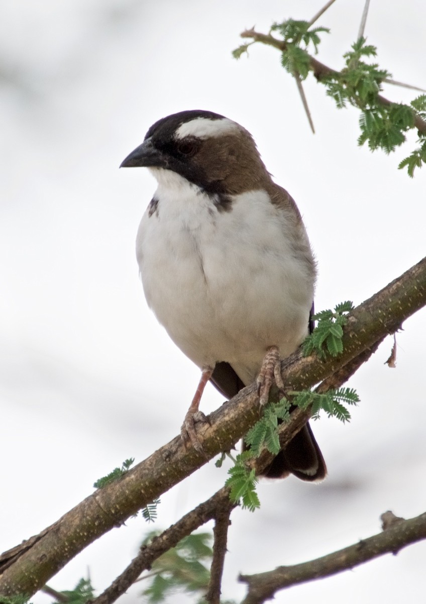White-browed Sparrow-Weaver - ML120733881