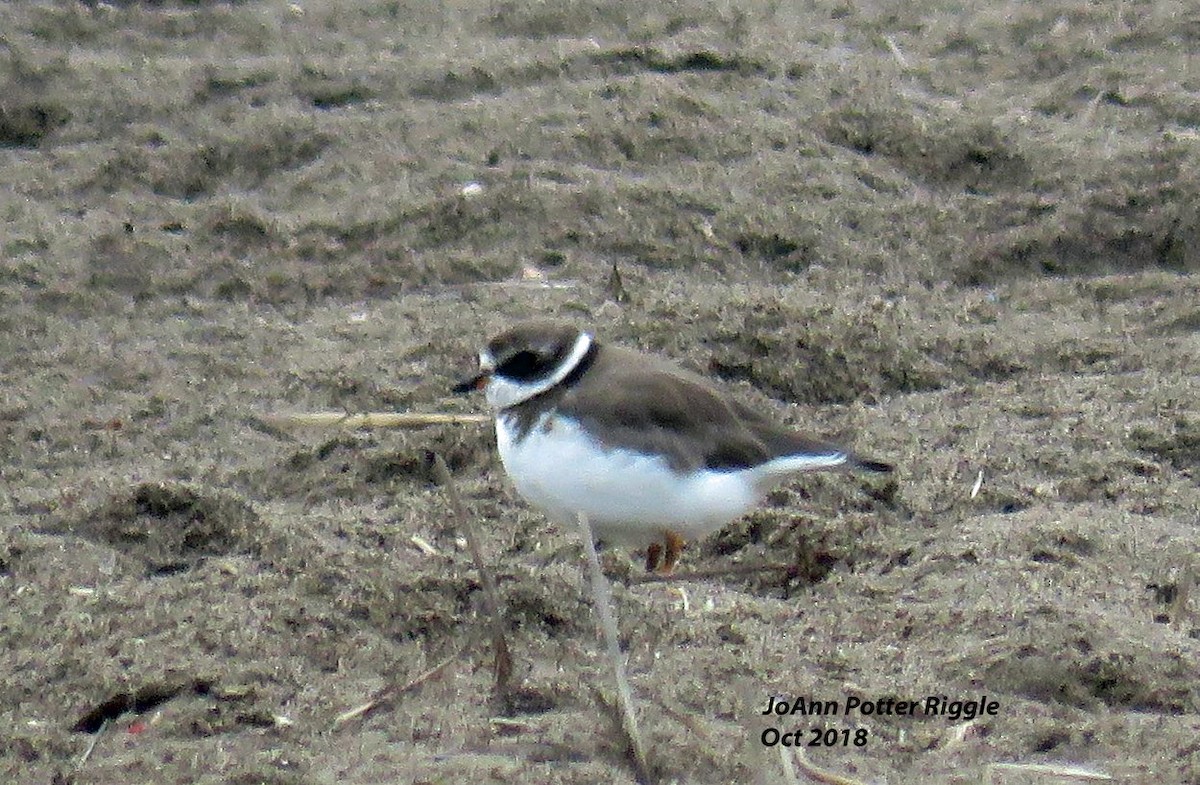 Semipalmated Plover - ML120737331